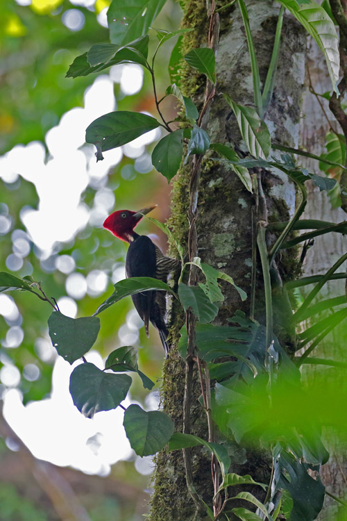 Pale-billed Woodpecker